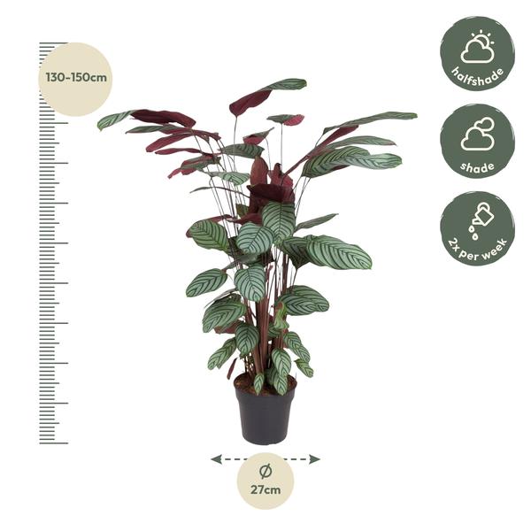 Calathea Oppenheimiana - 140 cm - ø27  BotanicBridge