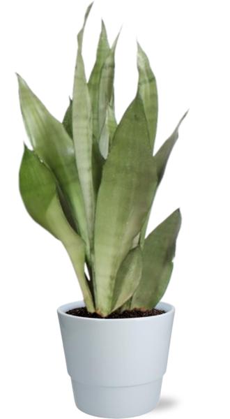 Sansevieria Moonshine - Ø17cm - ↕60cm + Pot Basic D18x15cm - Wit  BotanicBridge