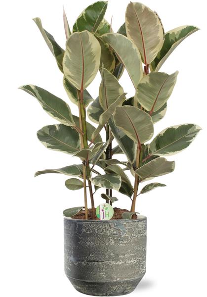 Ficus Tineke - Ø27cm - ↕85cm + Lars Pot D29x26cm - Grijs  BotanicBridge