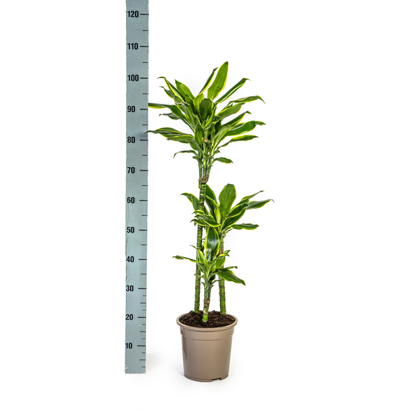 Dracaena Fragrans Golden Coast Ø21cm - ↕100cm  BotanicBridge