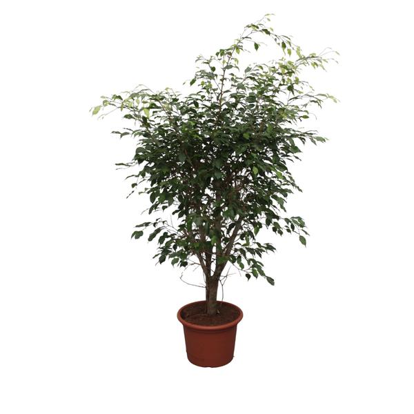 Ficus Benjamina Exotica vertakt - 150 cm - ø40  BotanicBridge