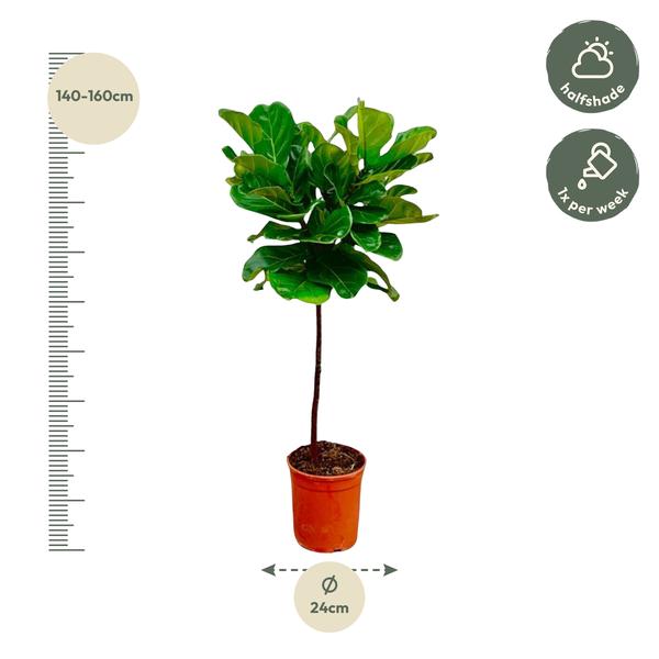 Ficus Lyrata stam - 130 cm - ø24  BotanicBridge