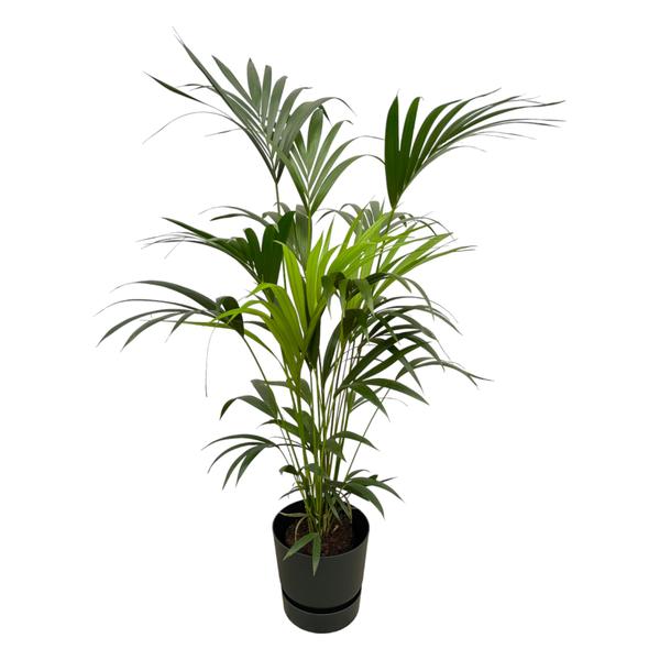 Kentia palm inclusief elho Greenville Round zwart - 160cm - Ø30  BotanicBridge