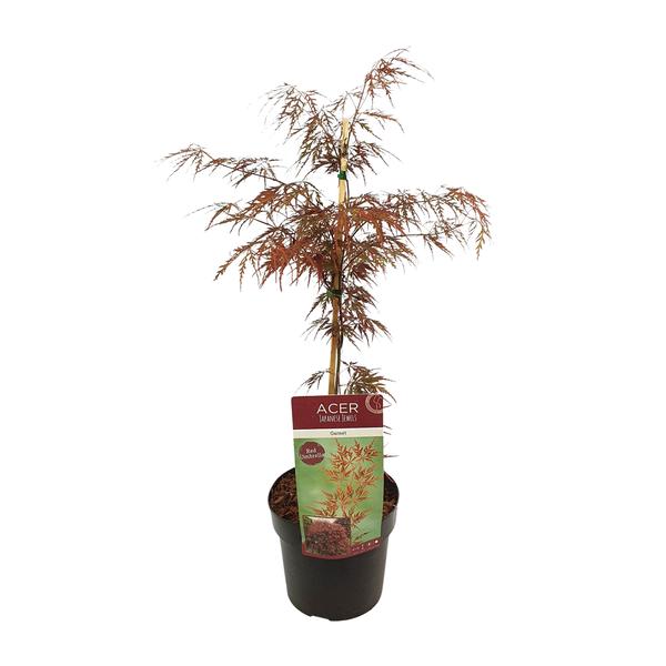 Acer palm. 'Garnet' - Ø19cm - ↕40cm  BotanicBridge