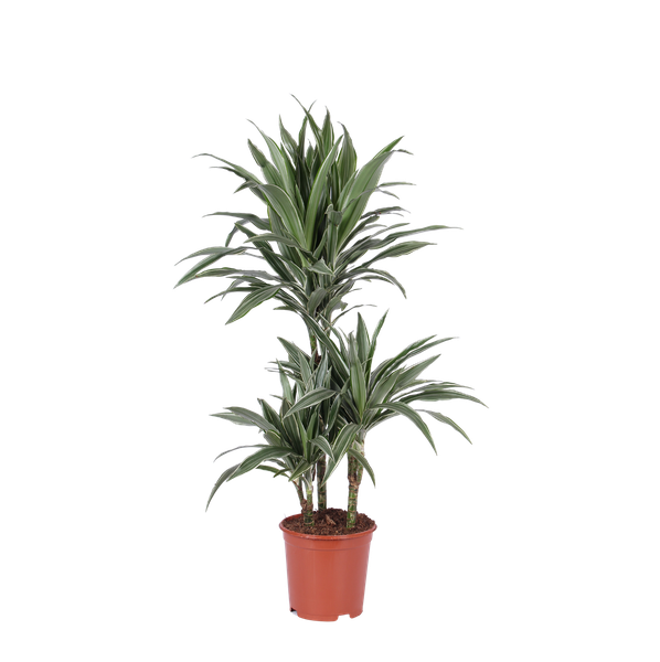 Dracaena Warneckii Ø21cm - ↕65cm  BotanicBridge