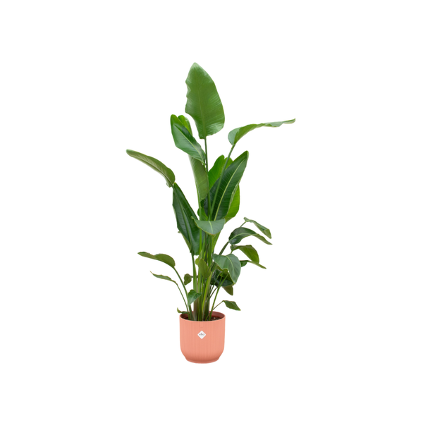 Strelitzia Nicolai inclusief elho Vibes Fold Round roze - 160cm - Ø30  BotanicBridge