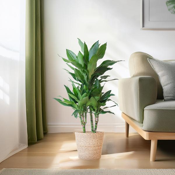 Dracaena  Janet Lindt met Sofia mand naturel - 95cm - Ø21  BotanicBridge