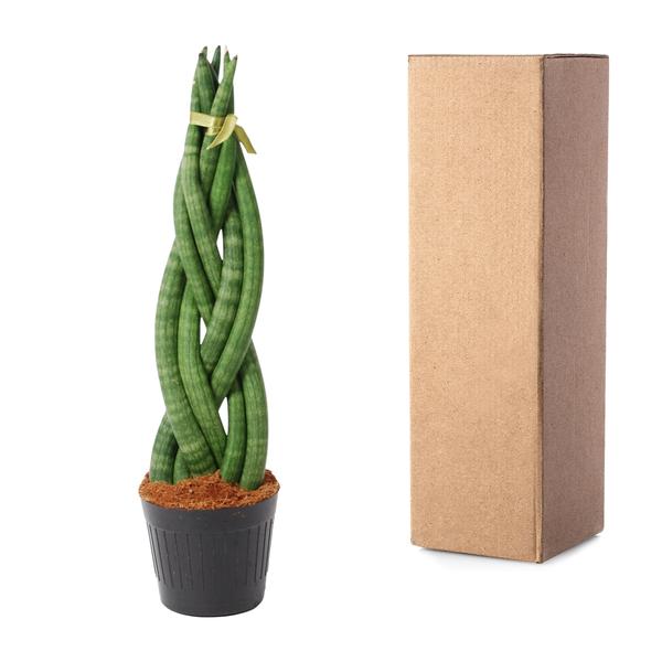 Sansevieria cylindrica 'Twist' - 40 cm - ø10,5  BotanicBridge