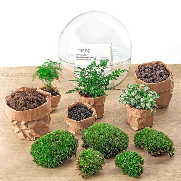 DIY terrarium - Dome XL - ↕ 30 cm - Normal  BotanicBridge