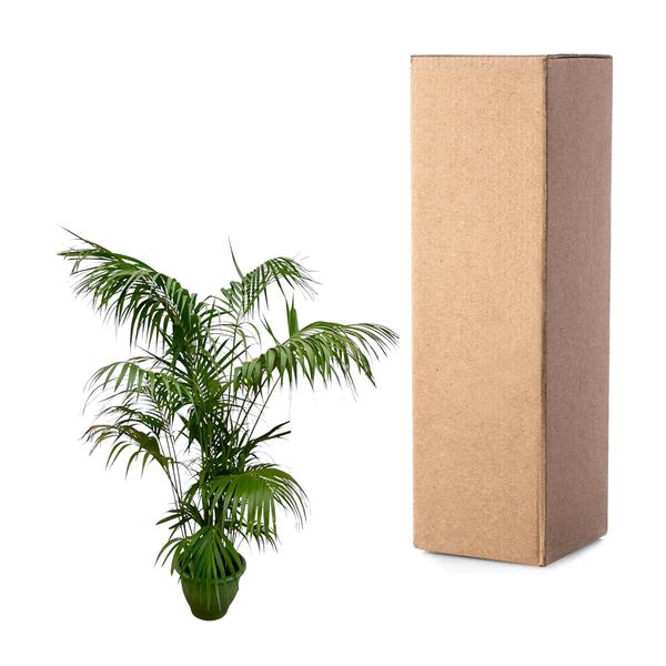 Kentia Palm XXL - 260cm - ø35  BotanicBridge