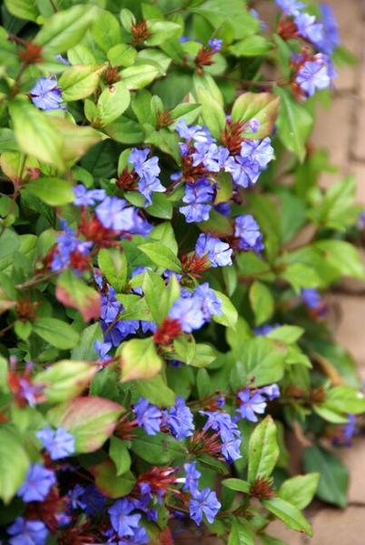 Ceratostigma plumbaginoides  - ↕10-25cm - Ø9cm - 40x  BotanicBridge