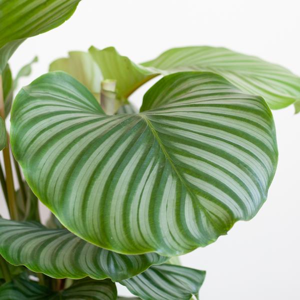 Calathea Orbifolia met Lissabon mand zwart - 65cm - Ø21  BotanicBridge