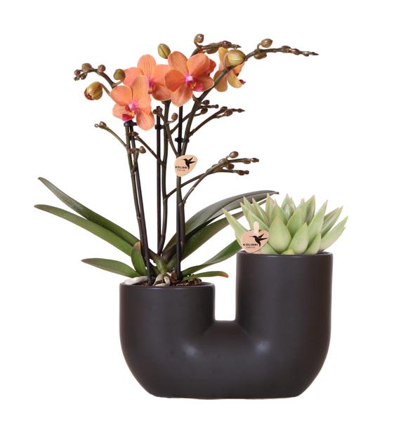 Kolibri Orchids | Set van oranje orchidee Bolzano en succulent in Tube sierpot black - potmaat Ø9cm | bloeiende kamerplant - vers van de kweker  BotanicBridge