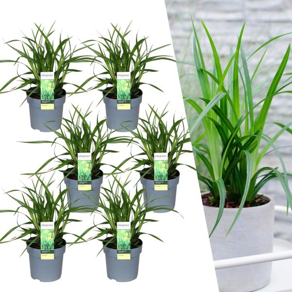 6 x Carex morrowi 'Irish Green' - Ø 14 cm - ↨ 25 cm  BotanicBridge