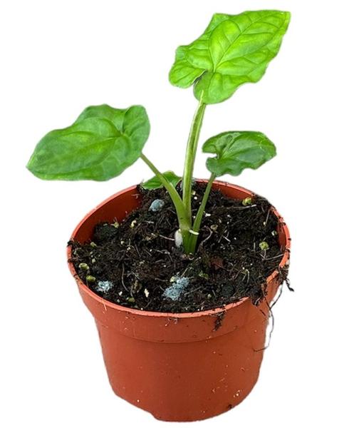 Syngonium Steyermarkii - Ø10,5cm - ↕15cm  BotanicBridge