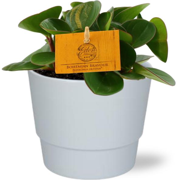 Peperomia Obtipan - Ø11cm - ↕15cm + Pot Basic D11,5x9cm - Wit  BotanicBridge