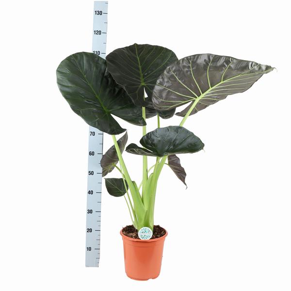 Alocasia Regal Shield Ø24cm - ↕110cm in Boule WIT pot  BotanicBridge