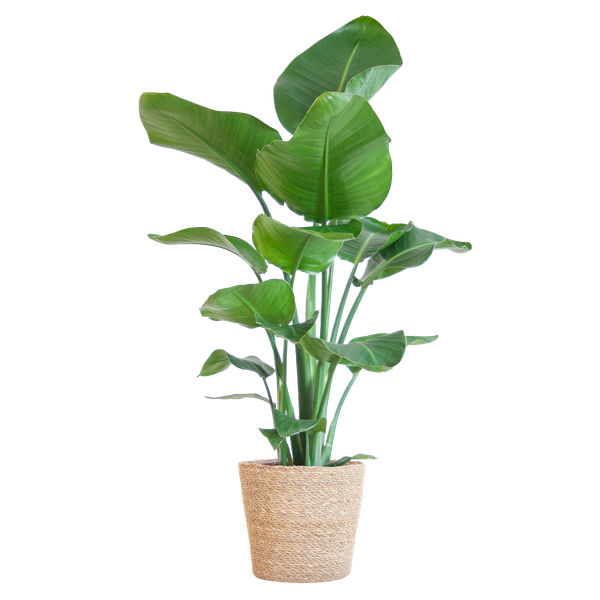 Strelitzia Nicolai met Sofia mand naturel - 80cm - Ø21  BotanicBridge