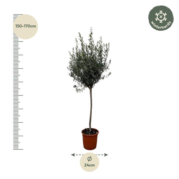 Olea Europaea op stam - 160cm- Ø24  BotanicBridge