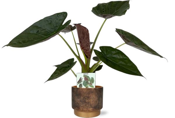 Alocasia Wentii - Ø19cm - ↕85cm + Merel Pot D20x18cm - Goud  BotanicBridge