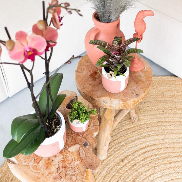 Kolibri Home | Ornament - Decoratie beeld Toucan - Terracotta  BotanicBridge