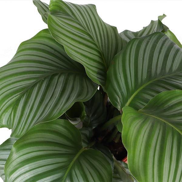 Calathea Orbifolia Ø21cm - ↕70cm in Boule TAUPE pot  BotanicBridge