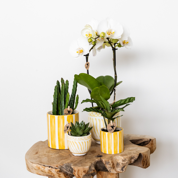 Kolibri Home | Painted stripe  - Yellow - Ø6cm  BotanicBridge