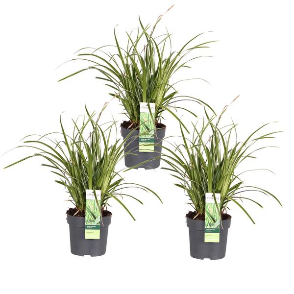 3x - Carex morrowii 'Ice Dance' - ↨30cm - Ø14  BotanicBridge