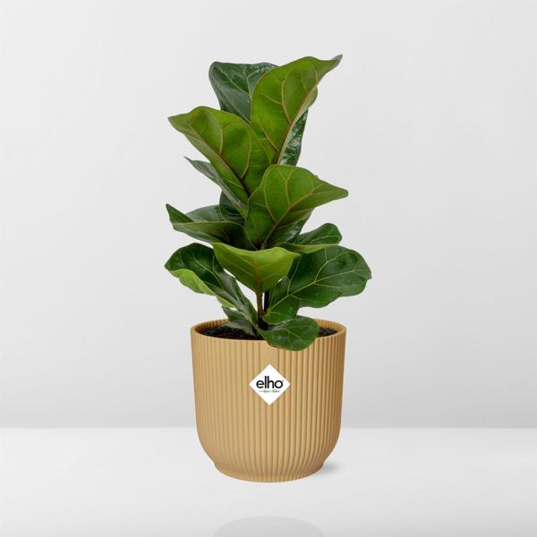 Ficus Lyrata ‘Bambino’ in ELHO Vibes Fold 14cm geel  BotanicBridge