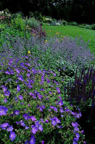 Geranium 'Johnson's Blue' - ↕10-25cm - Ø9cm - 12x  BotanicBridge