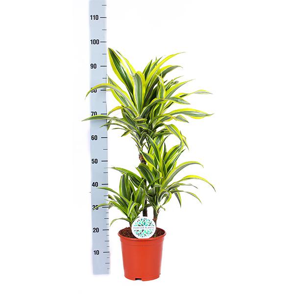 Dracaena Lemon Lime Ø21cm - ↕65cm in Vibes ROZE pot  BotanicBridge