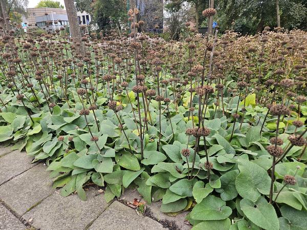 Phlomis russeliana - ↕10-25cm - Ø9cm - 20x  BotanicBridge