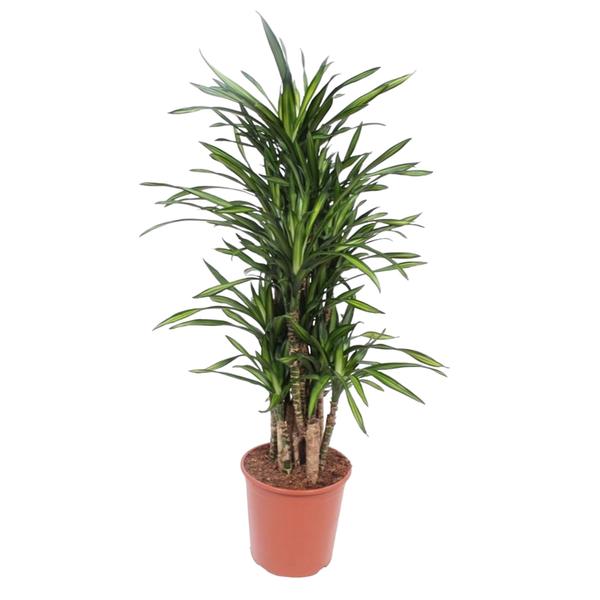 Dracaena Riki - 140 cm - ø30  BotanicBridge