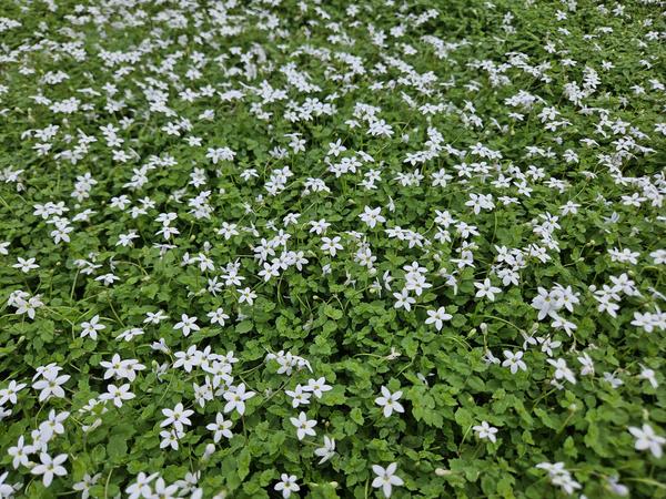 Isotoma fluviatilis 'Alba'- ↕10-25cm - Ø9cm - 12x  BotanicBridge