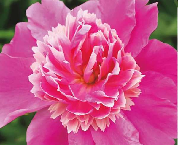 Paeonia 'Nymph de Vrome' - 4x  BotanicBridge