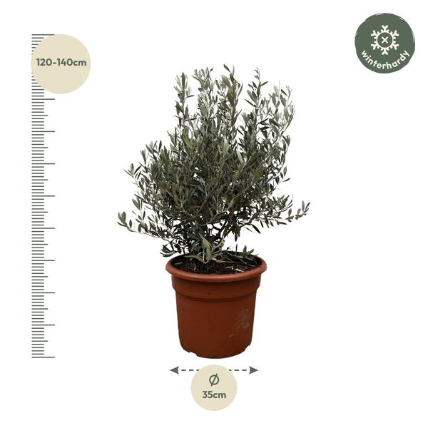 Olea Europaea struik - 130cm- ø35  BotanicBridge