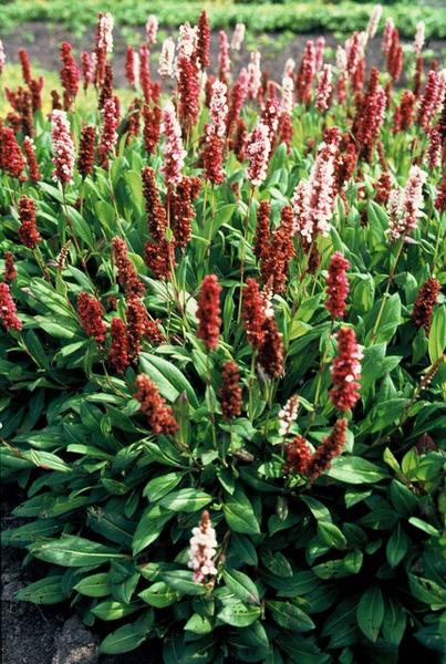 Persicaria aff. 'Darjeeling Red' - ↕10-25cm - Ø9cm - 20x  BotanicBridge