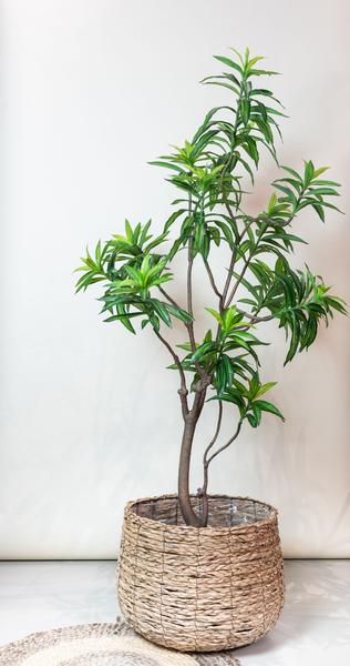 Kunstplant - Dracaena - Drakenboom - 190 cm  BotanicBridge