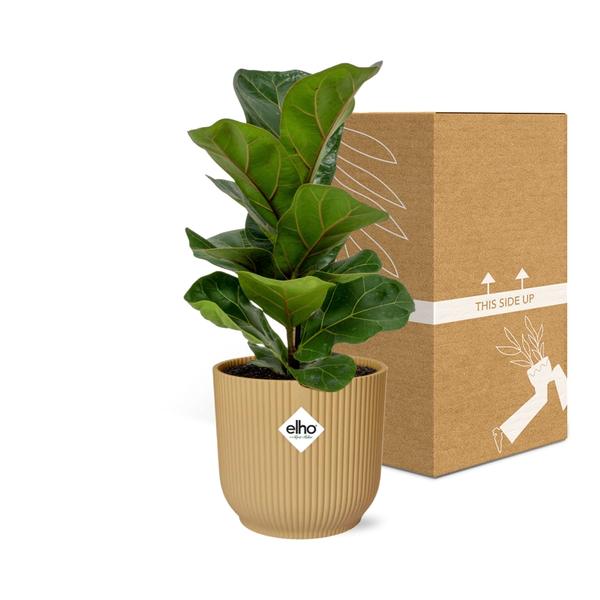 Ficus Lyrata ‘Bambino’ in ELHO Vibes Fold 14cm geel  BotanicBridge