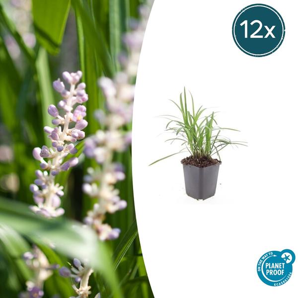 Liriope muscari 'Monroe White' - ↕10-25cm - Ø9cm - 12x  BotanicBridge