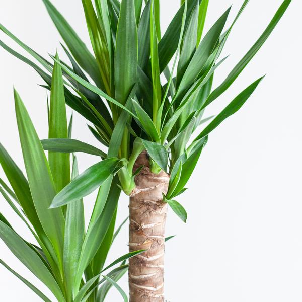 Dracaena  Janet Lindt met mand Lissabon wit - 95cm - Ø21  BotanicBridge