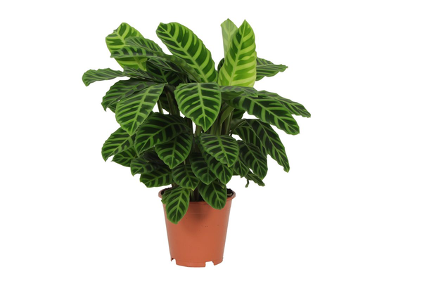 Calathea Zebrina - 80 cm - Ø19cm  BotanicBridge