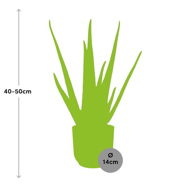 Aloe Vera 12cm in ELHO Vibes Fold 14cm roze  BotanicBridge