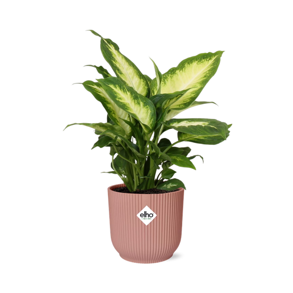 Dieffenbachia ‘Camilla’ in ELHO Vibes Fold 14cm roze  BotanicBridge