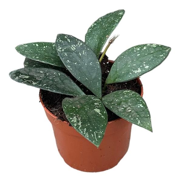 Hoya Rundumensis Splash - Ø10,5cm - ↕cm  BotanicBridge