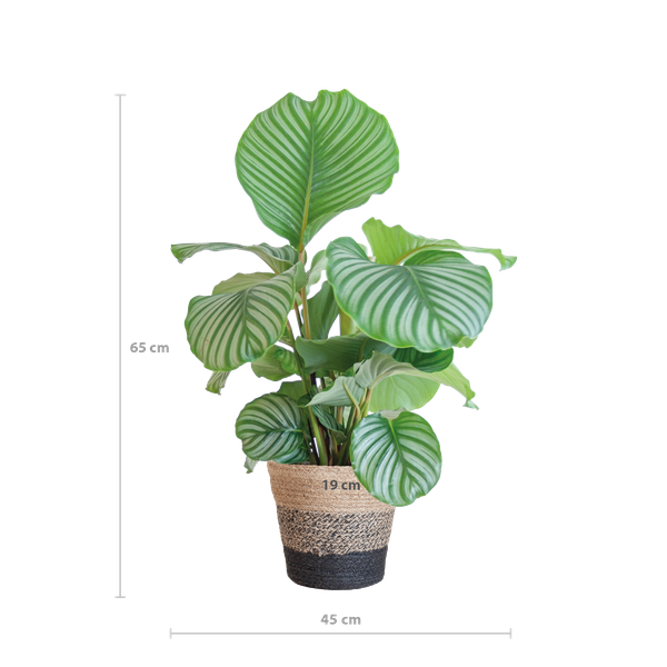 Calathea Orbifolia met Lissabon mand zwart - 65cm - Ø21  BotanicBridge