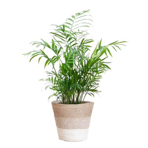 Chamadorea Elegans met Mand Lissabon wit - 55cm - Ø17  BotanicBridge