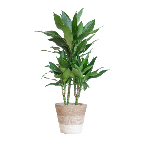 Dracaena  Janet Lindt met mand Lissabon wit - 95cm - Ø21  BotanicBridge