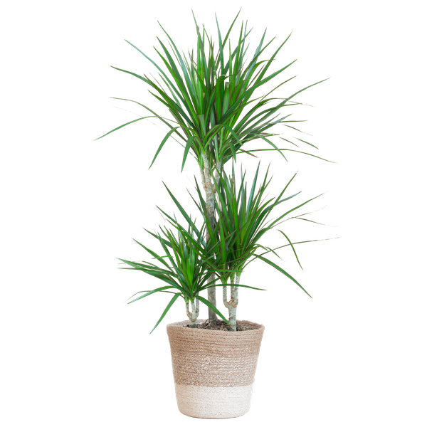 Dracaena Marginata met Lissabon mand wit - 95cm - Ø21  BotanicBridge