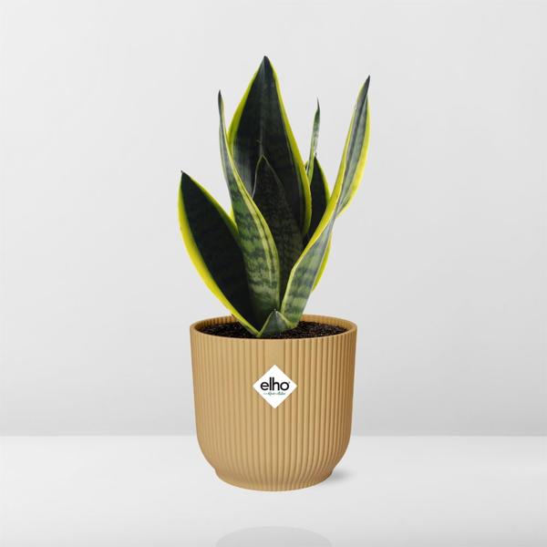 Sansevieria Futura Superba in ELHO Vibes Fold 14cm geel  BotanicBridge